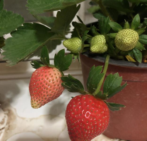 草莓种子怎么种植「草莓种子怎么种植方法 在家盆栽」_1